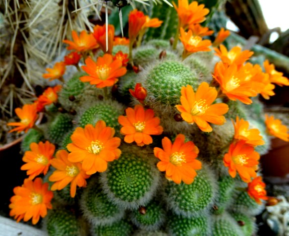 Cactus pequeños (parte 2) - Id Plantae